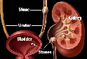 urology_services001005.gif